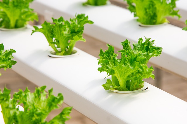 The Cost of Setting Up a Hydroponic System