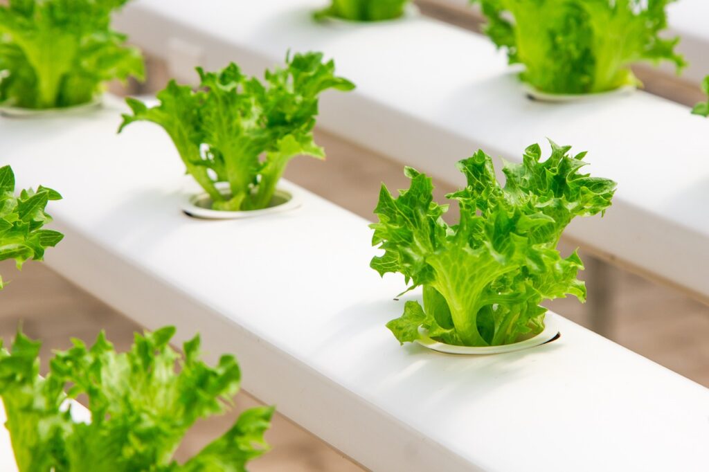 Hydroponics 101: A Beginners Guide To Growing Your Own Food
